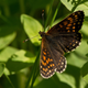 Image for article titled QAnon Conspiracy Theorists Force Butterfly Sanctuary to Shut Down